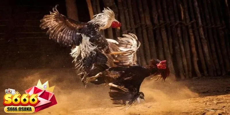 đá gà trực tiếp 